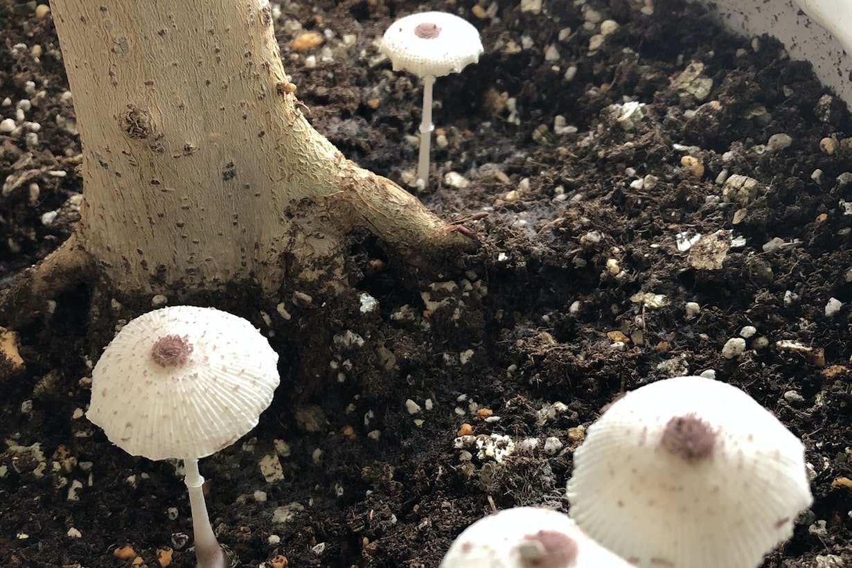 冷蔵庫にかびをかけた腐ったキノコ写真素材533140732Shutterstock