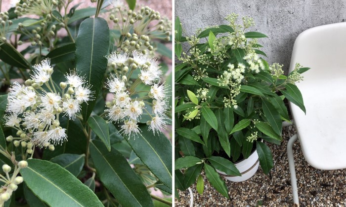 レモンよりレモンなハーブ!?「レモンマートル」の育て方農業・ガーデニング・園芸・家庭菜園マガジン AGRI PICK