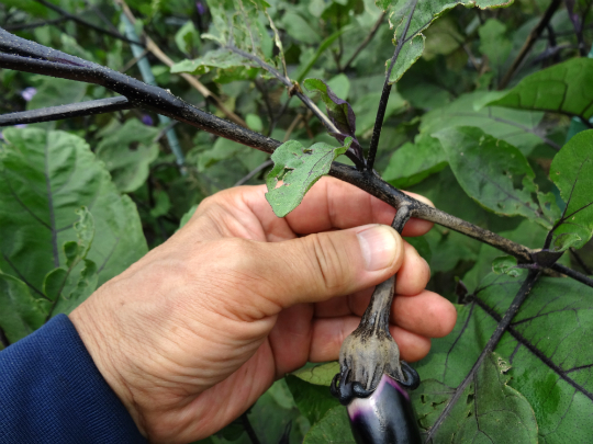 ナス 褐色円星病
