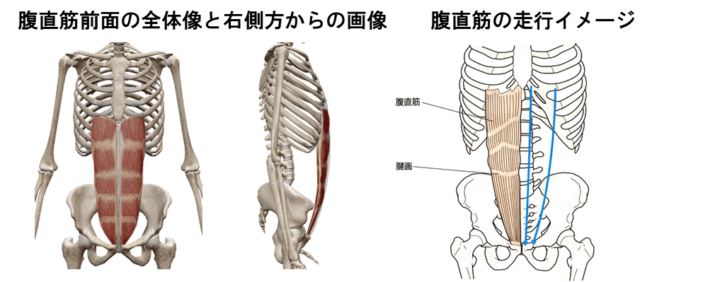 素敵な腹筋手に入れませんか？三好病院 リハビリテーション部ブログ