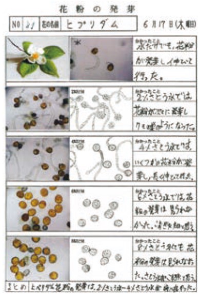 保存版！ 顕微鏡で花粉の形を観察するコツ記事カテゴリBuNa - Bun-ichi Nature Web Magazine 文一総合出版