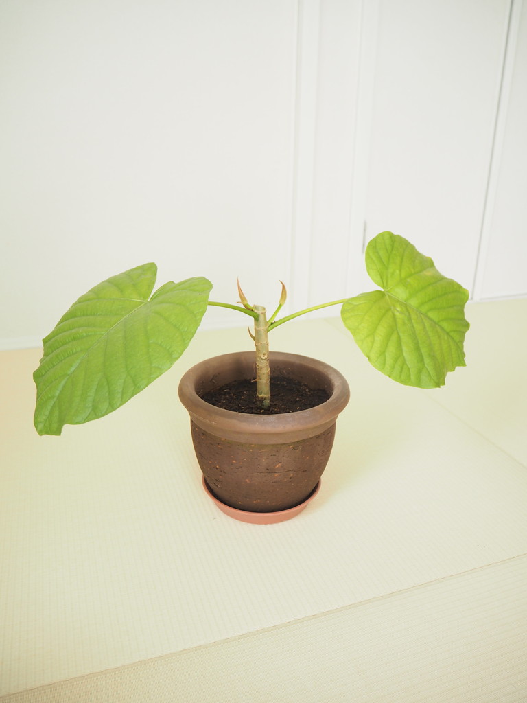 観葉植物ウンベラータの剪定後の挿し木の成長記録！水挿しから土植えまで写真解説