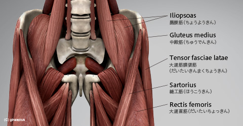 股関節の構造のイラスト - 医療のイラスト・写真・動画、素材販売サイトのメディック medick