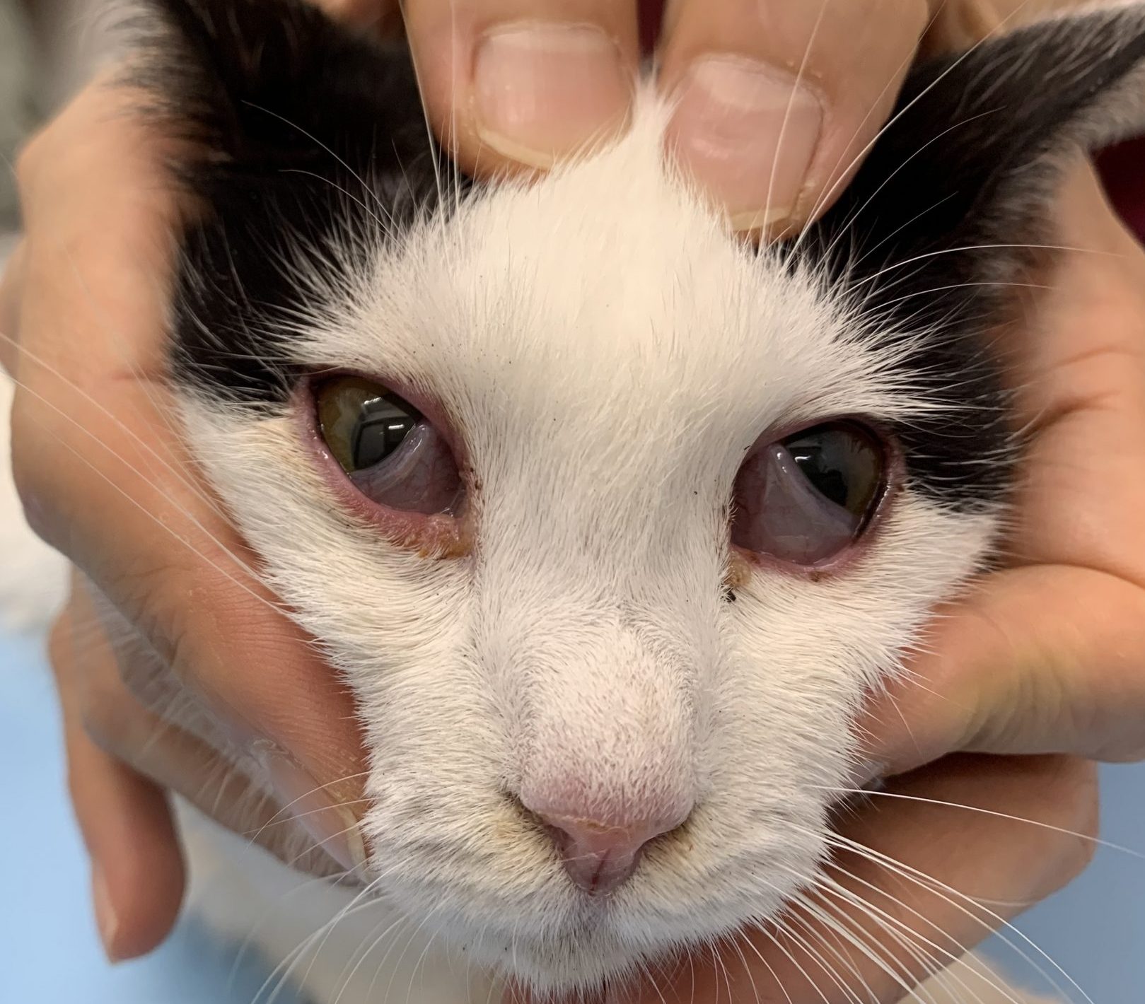 猫風邪 猫風邪とは？症状や治療法を解説佐倉市の動物病院で口コミNo.1若山動物病院