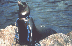 海ごみに温暖化 近い将来、魚や貝が食べられなくなる？日本財団ジャーナル