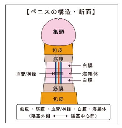 嫌われるペニスの特徴6つ】これは勘弁…。と女性に思われる前に対策必須！ | VOLSTANISH