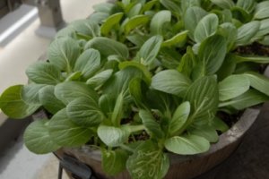 青梗菜 チンゲンサイ のまとめ！ 育て方 水耕栽培や種まき と花言葉等11個のポイント！植物の育て方や豆知識をお伝えするサイト