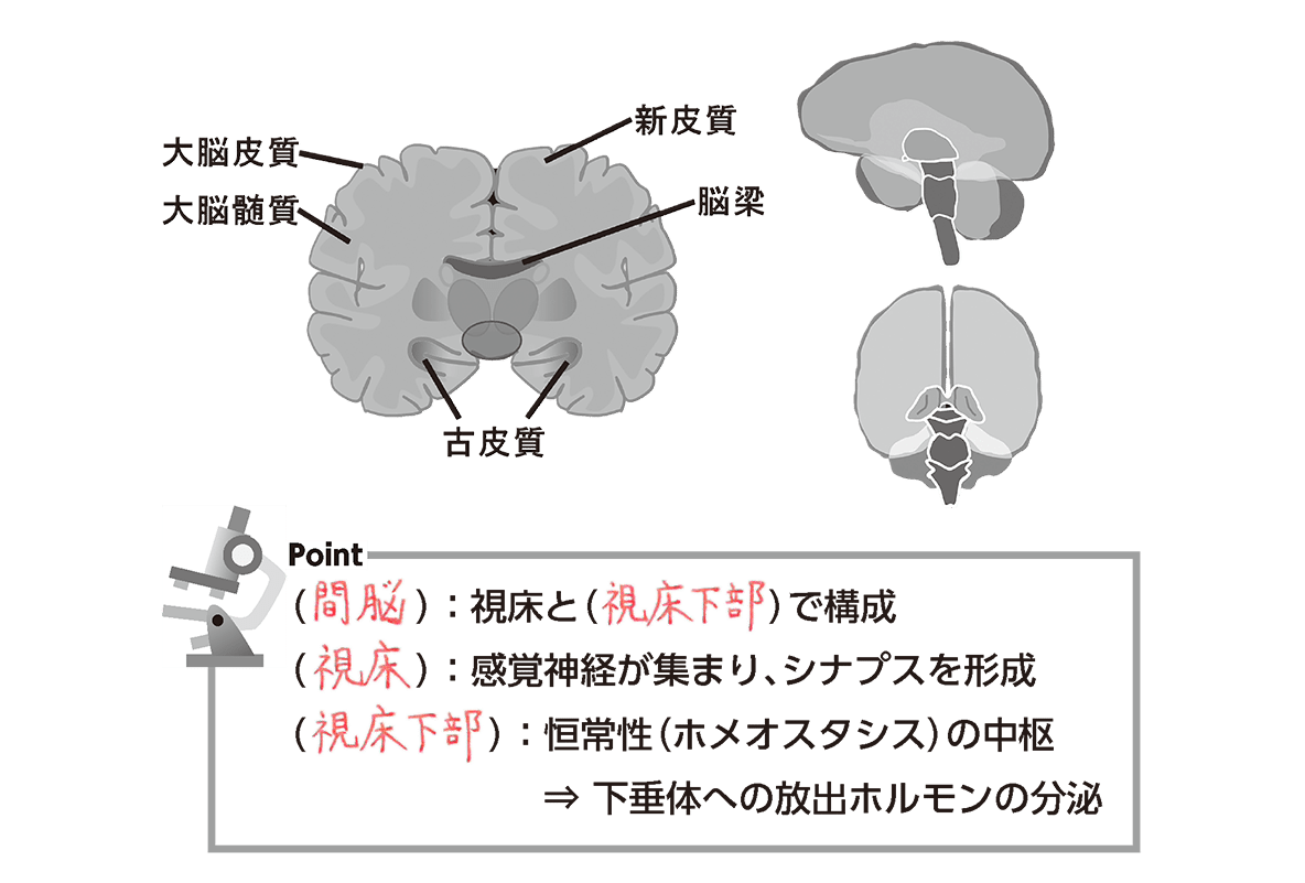 英語力の個人差に関係する脳部位を特定 脳活動を測るfMRI実験で判明