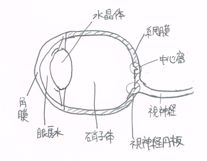 視神経症 視神経炎 日本眼科学会による病気の解説