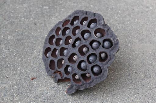 無数の穴が怖い。集合体恐怖症のベスト写真 トライポフォビアailovei