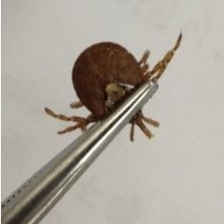 3,700点を超えるダニ咬傷のストックフォト、写真、そしてロイヤリティフリーの画像 - iStock