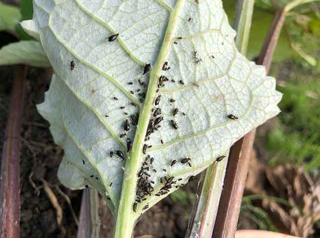 ゴボウ、害虫被害が止まず！のうえん