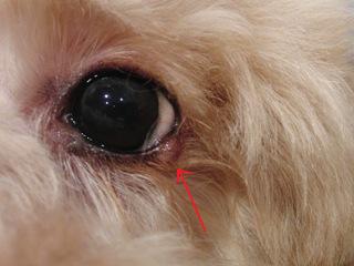 いぬの手術実例07 - 名古屋みらい動物病院