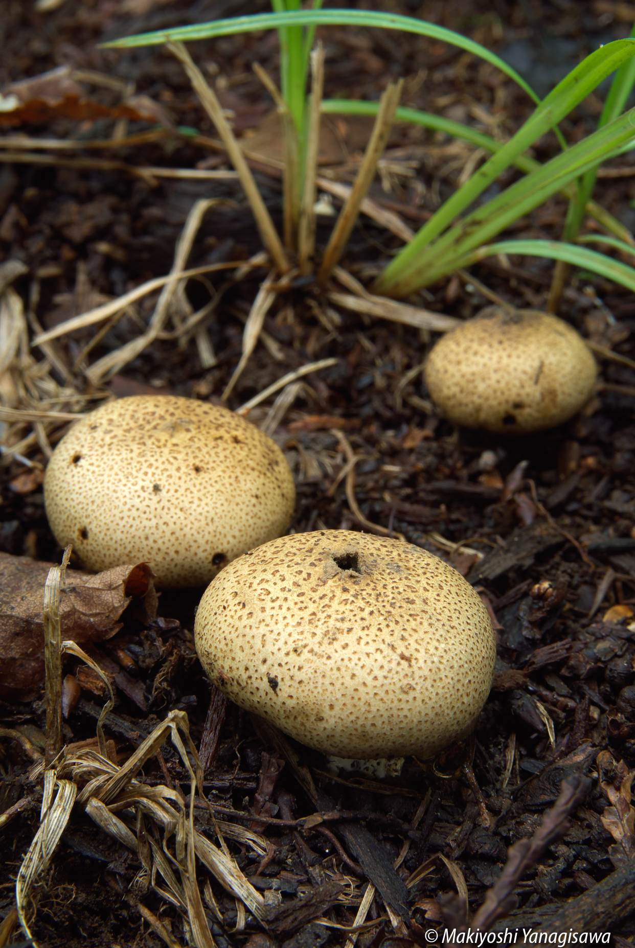 公園内に白いキノコが発生しています 三郷市公式サイト