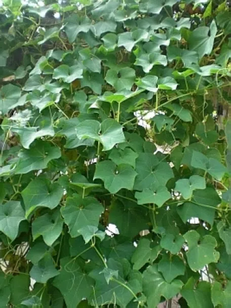 大量に収穫！ハヤトウリの育て方と食べ方 - 自然の恵み いただきます！ 家庭菜園・山菜採り・釣り