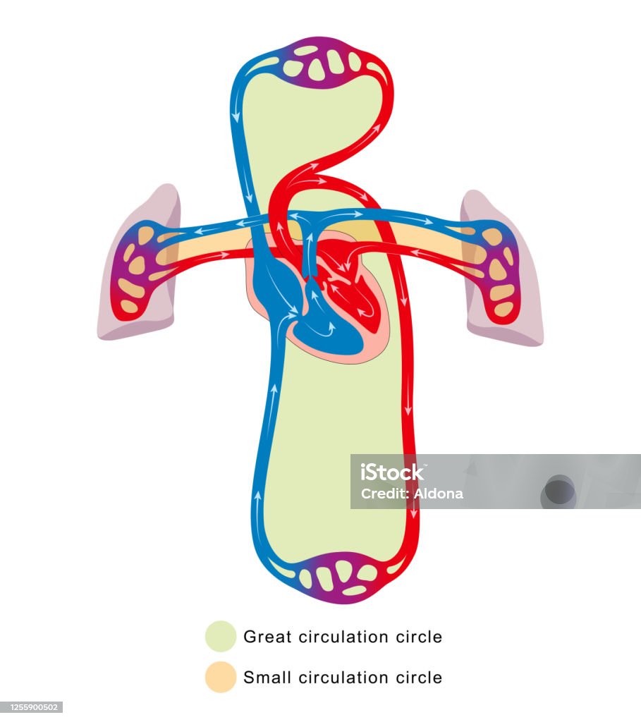 血液循環のイラスト素材 - PIXTA