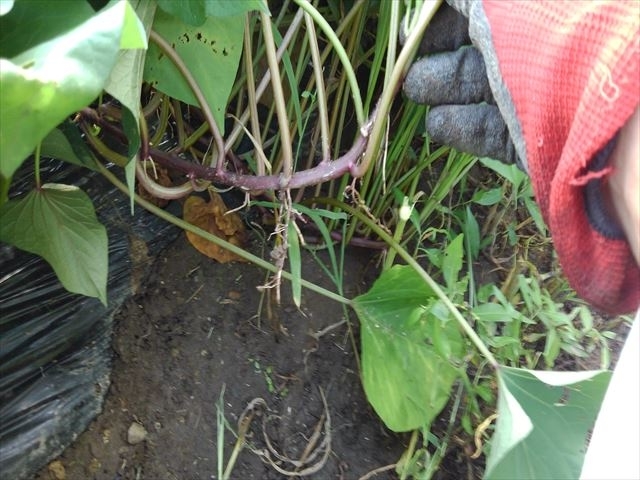 農家伝承 芋づるのきんぴら作り方革命的うまさ！さつまいも茎レシピ - YouTube