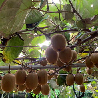 有機JAS認証！皮ごとガブっと！追熟済み！ 自然栽培キウイフルーツ30玉