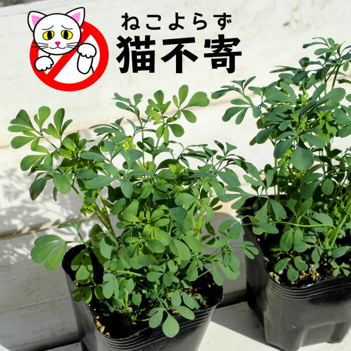 猫よけに効果のある植物のまとめ『玄関・花壇・ベランダの猫対策に』 - 野良猫撃退SOS