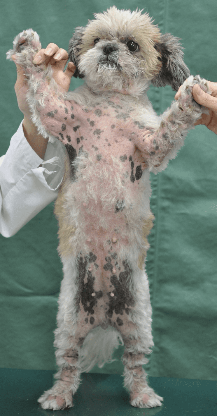 犬のかゆみについて 治療法かそり動物病院のブログ