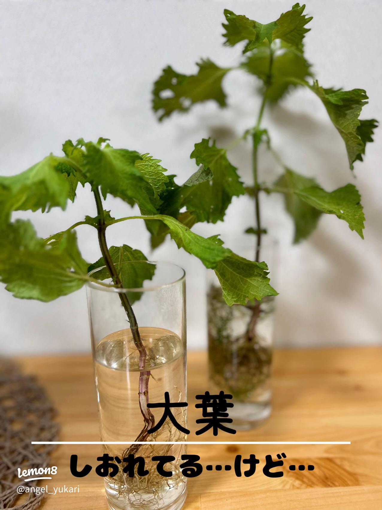 大葉の赤ちゃん苗 10本 - メルカリ