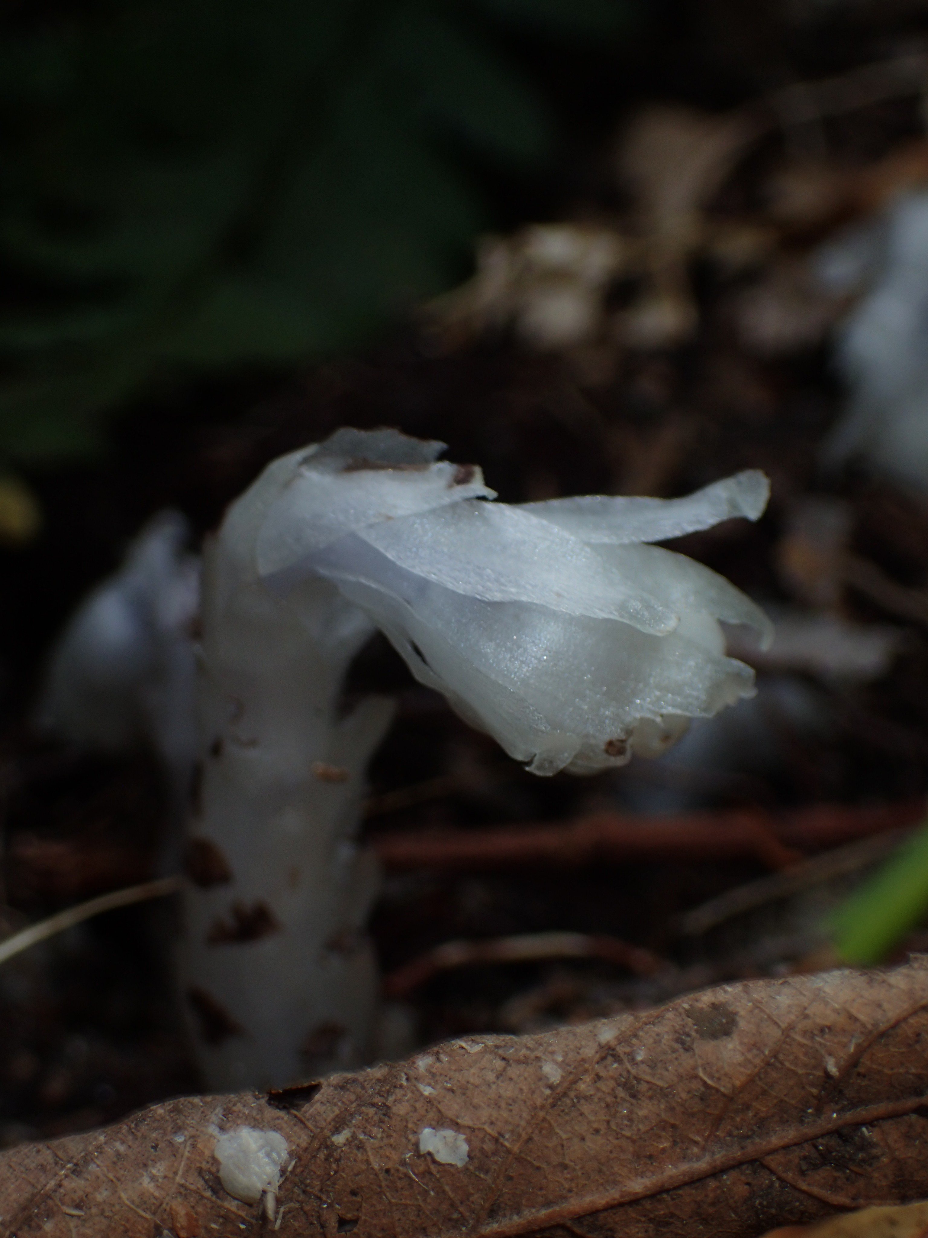 雑学 自然観察指導員の徒然草＝世にも奇妙な生き方 菌類と共生する腐生植物 - Webメディア「mimiyori」