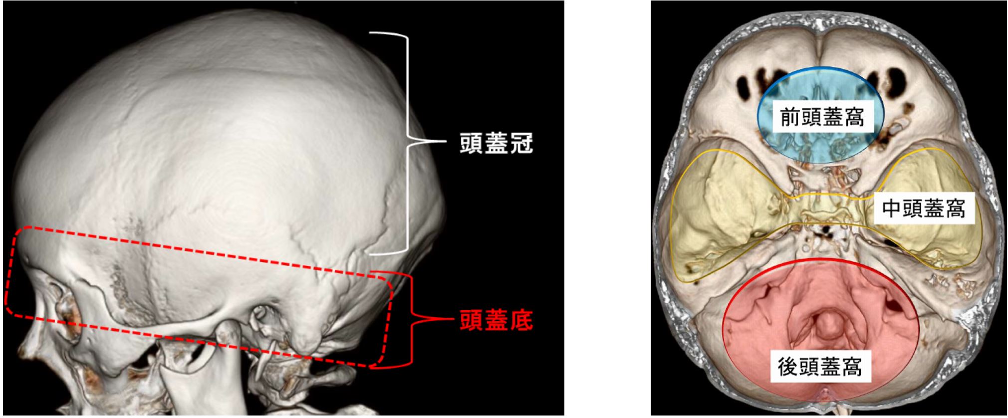 Visual Anatomy 視覚解剖学