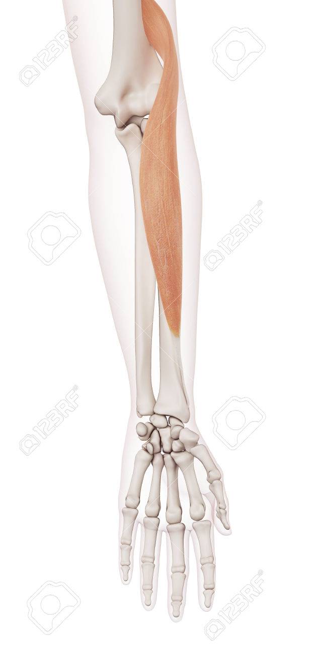 腕橈骨筋の鍛え方 前腕最大でリスト力に大きく関わる筋肉の筋トレ方法アームレスリング器具・パワーリフティング用品・マズレンコ製作所日本正規輸入代理店