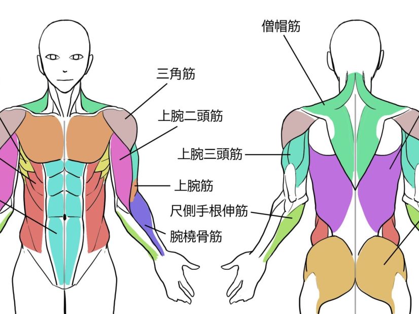 解剖学から学ぼう！イラストのための腕の描き方イラスト・マンガ描き方ナビ