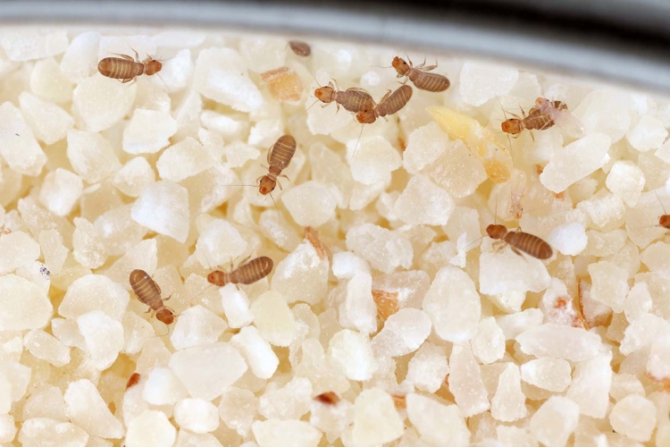 チャタテムシの駆除・予防方法を解説ホコリやカビ、湿気のある場所に要注意となりのカインズさん