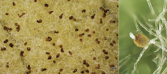 うどんこ病の症状風が運ぶ脅威。季節はずれの粉雪がもたらす病害ローズフェスタ - 五感で楽しむ薔薇の広場