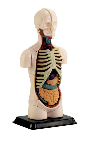 人体模型のイラスト素材46454759- PIXTA