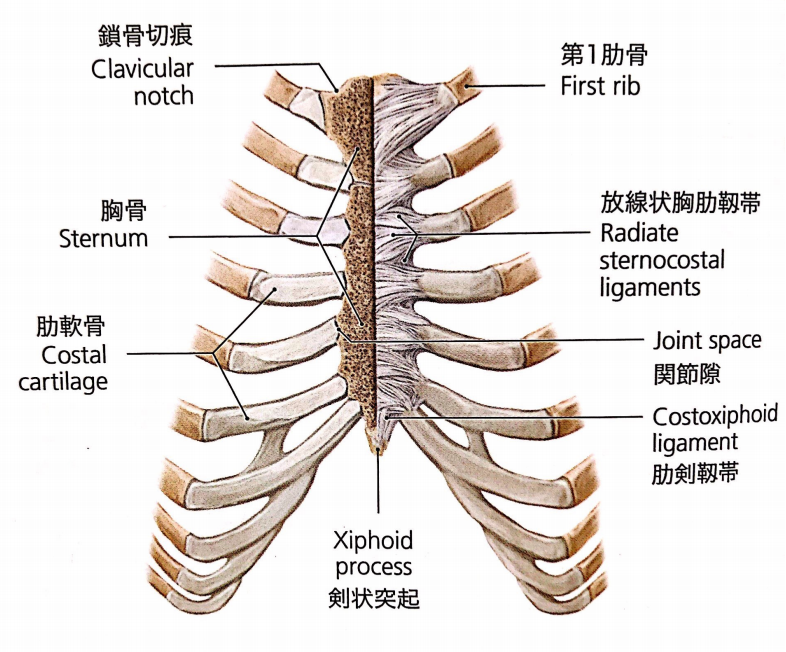 骨の分類。形状によって６つに分けられるよ