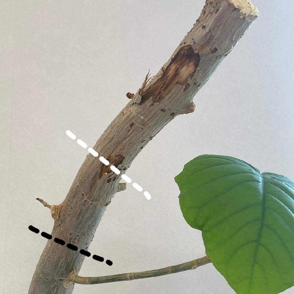 ウンベラータの剪定 初心者でも安心！挿し木や管理のコツを実体験で紹介