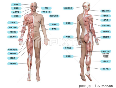 筋肉部位名称まとめ 作用や自宅でできる鍛え方も分かりやすく解説！筋トレ・筋肉トレーニングAll About