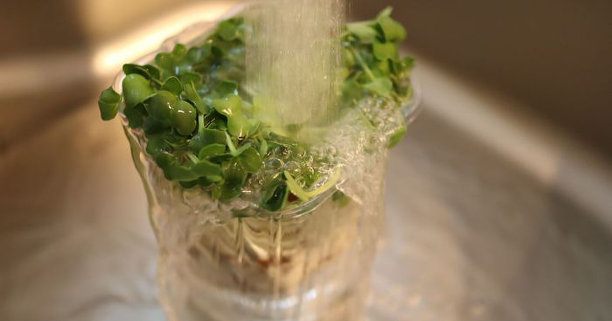 かいわれ大根の育て方・栽培方法 ビン栽培