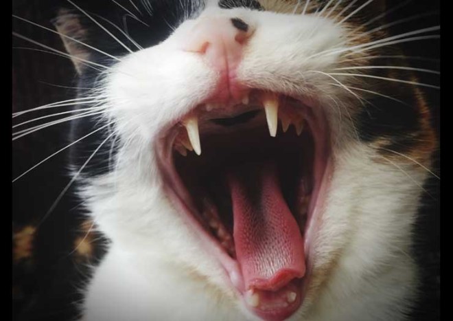 猫の歯磨きのやり方、歯周病や歯石を予防するために正しい方法で！猫との暮らし大百科