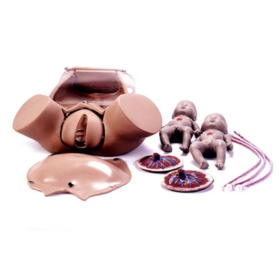 子宮内胎児の発育過程を示す L11 妊娠模型デラックスシリーズ