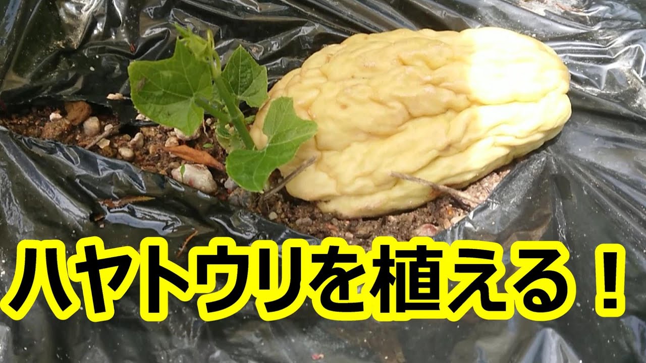 ハヤトウリ育て方 栽培が簡単でたくさん収穫可能！土作りから管理方法、収穫まで解説 0から農業塾