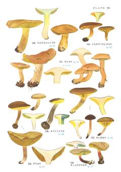 アミタケとチチアワタケの見分け方 長いです- すかんぴんのブログ「今日もヒマだぁ～」