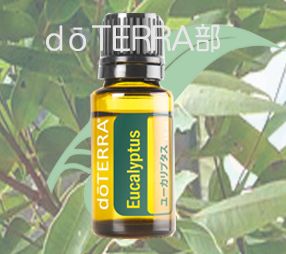 オーブス ユーカリプタススプレー 詰め替え用 600mL ６個セット OrBS 消臭・除菌・防カビ・アロマテラピー効果も 楽天市場 4袋セットオーブス ユーカリプタススプレー 詰め替え用 600ml 除菌 消臭 自然 天然 赤ちゃん 食器 衣類 ペット ダニ ユーカリ Eucalyptus