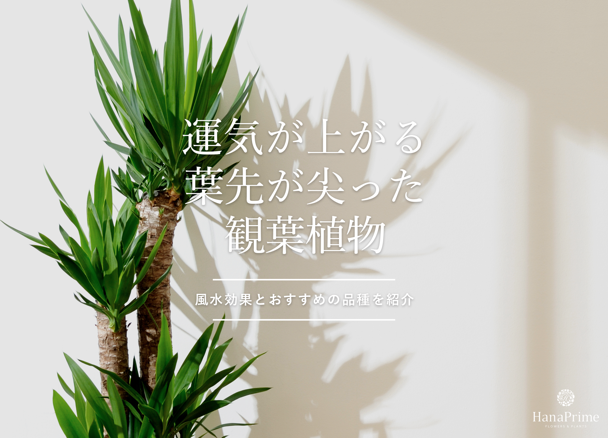 サンスベリアは玄関にピッタリ！風水Upおしゃれ空間&おすすめ通販ガイド