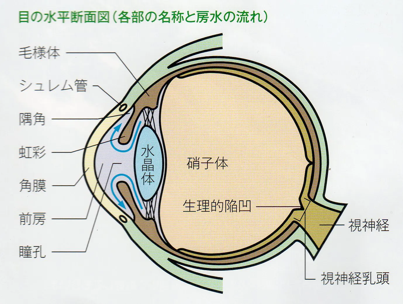 1,200点を超える眼球 断面図のイラスト素材、ロイヤリティフリーのベクター素材グラフィックスとクリップアート - iStock