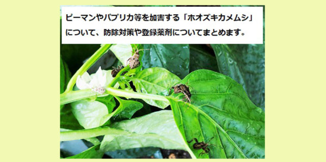 ピーマン栽培で気をつけるべき害虫は？特徴や防除方法を教えて