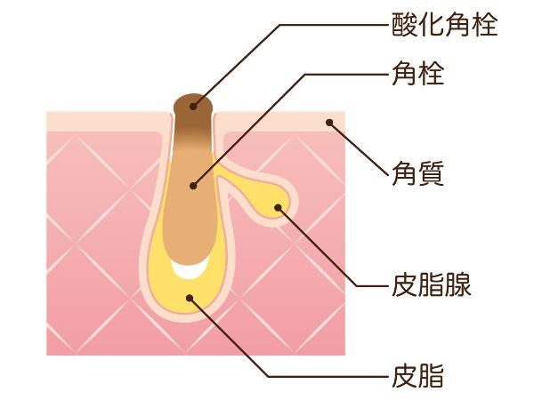 馬油洗顔で毛穴から砂利が出るってホント！？ 42歳の毛穴