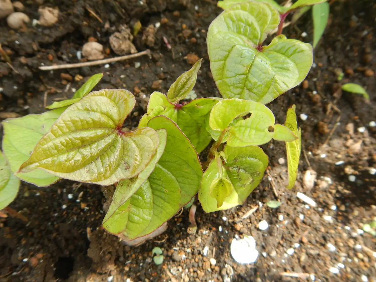 長芋の葉っぱ by ぢ～ID：8930092- 写真共有サイト:PHOTOHITO