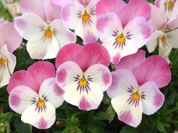 愛の花言葉をもつ花一覧 恋愛や片想い・初恋の好きな気持ちが伝わる花は？ GreenSnap グリーンスナップ