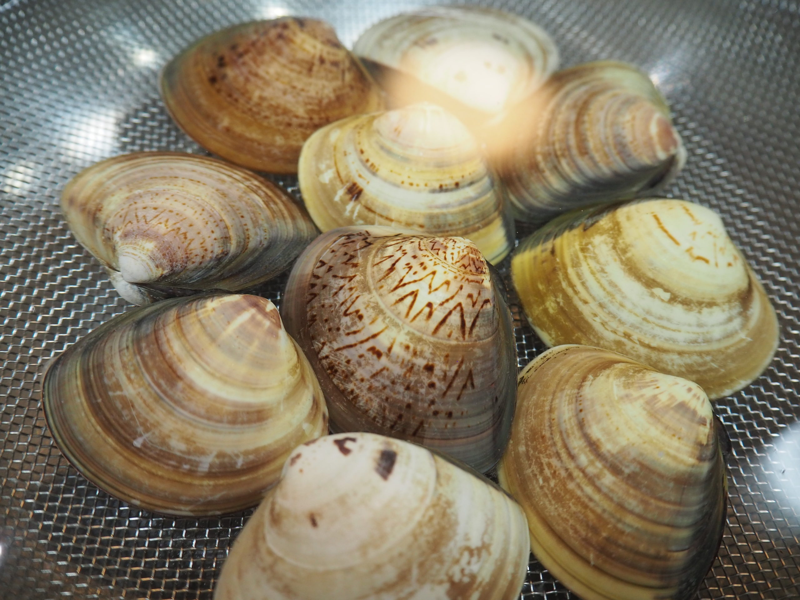 塩分濃度がポイント！はまぐりの砂抜き方法