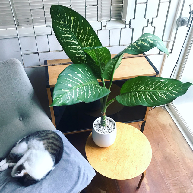 ディフェンバキアの仕立て直しを成功させる剪定や管理方法を徹底解説 - PLANT LOUNGE ～ 観葉植物の部屋