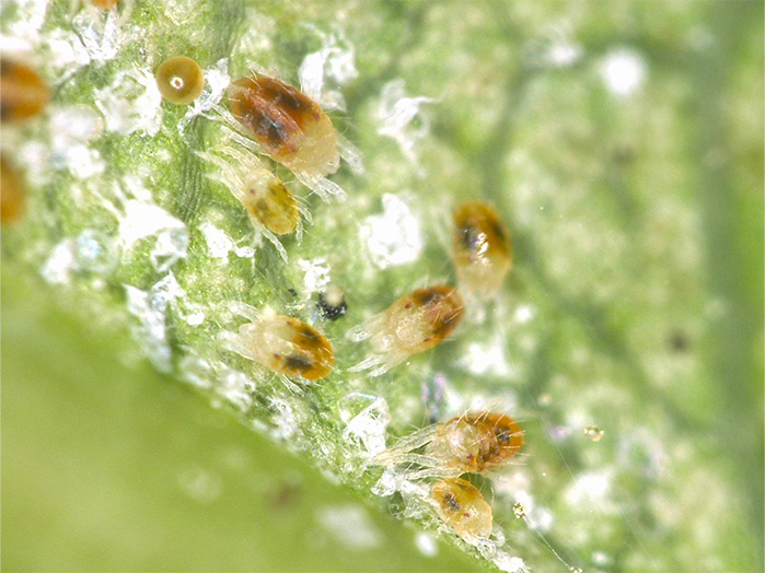 知っておきたいシソの害虫！シソ栽培6つの害虫とその防除方法産直プライム.labブログJA連携！産地直送通販なら産直プライム